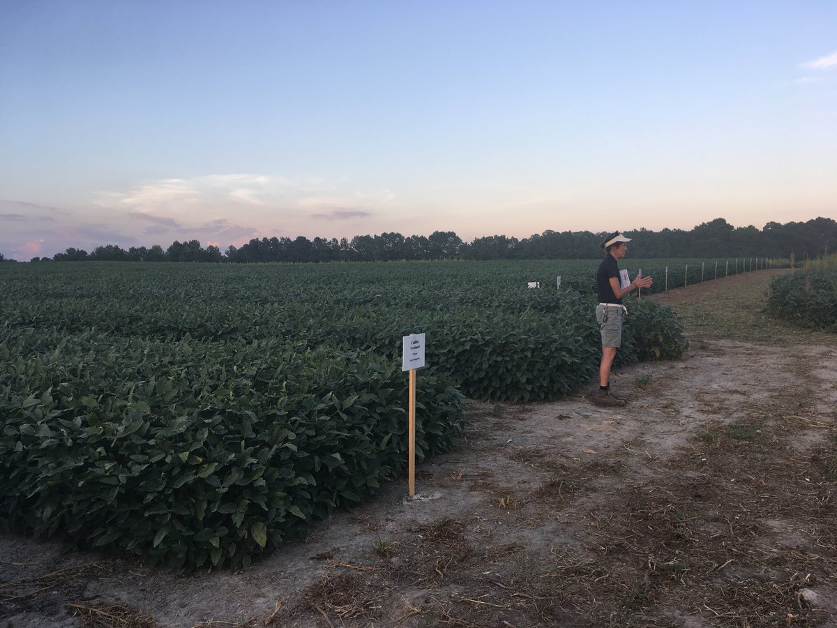 NC State Soybean Extension tweet media