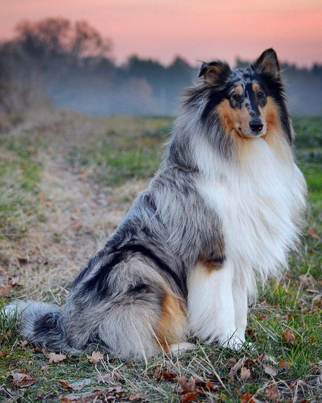 Dusty_R_Collie's tweet photo. The Hoomans have given themselves a fortnight off from minding the Royal Person, so while they’re away, I shall be posting “Best of Dusty” images. Today we have “Wintery Sunset Floof.”
#bestofdusty #winterfloof #collie #roughcollie #bluemerle #petsofinst… https://t.co/VSJBCsEhMN https://t.co/jjWClPcmEG