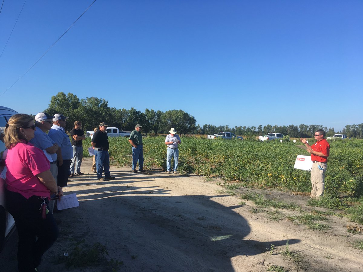 NC State Soybean Extension tweet media