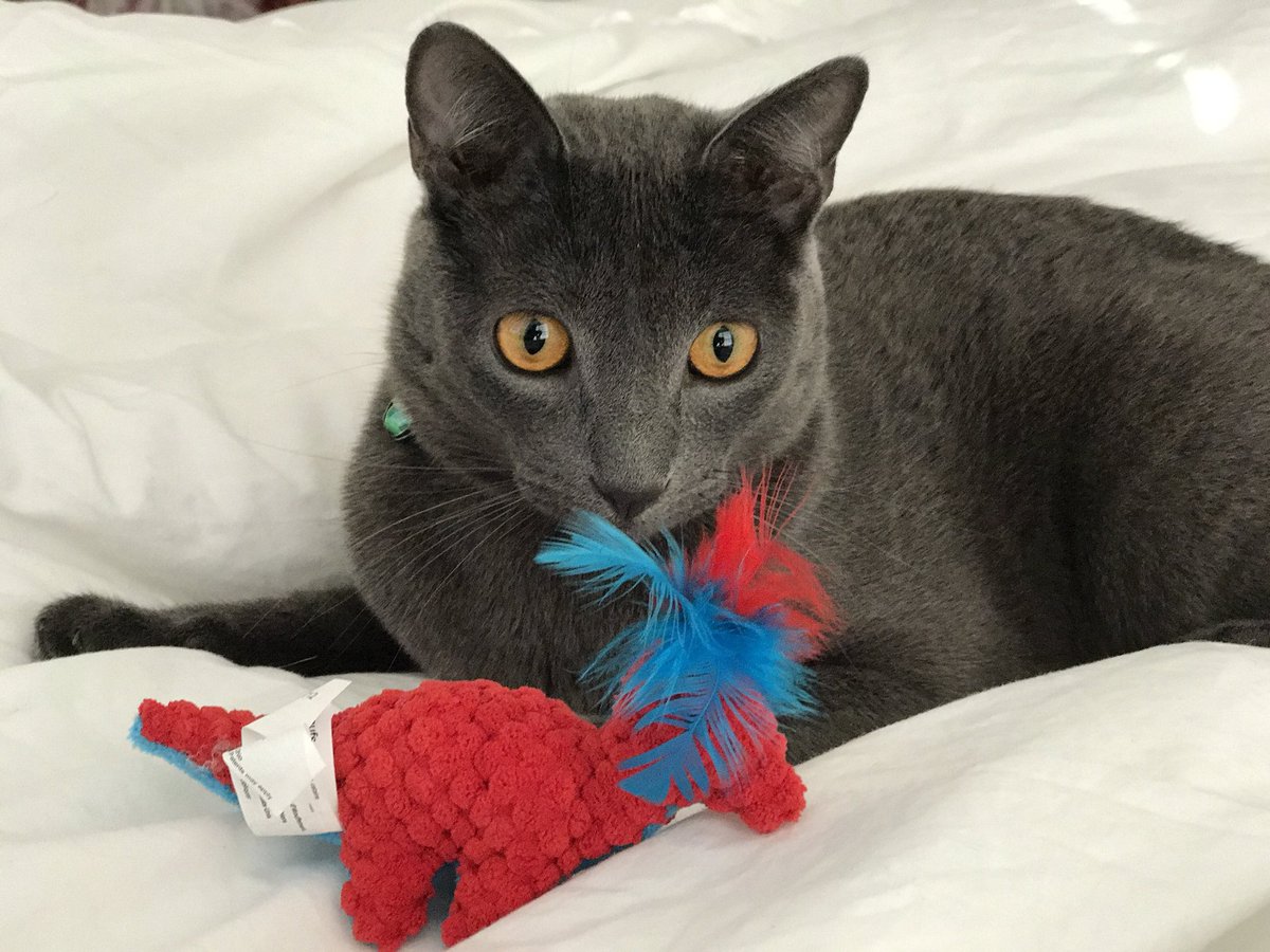 enjoicat's tweet photo. effen and his dinosaur #CatsOfTwitter #catsofinstagram #catoftheday #catlovers #cats #kitten #BattlefieldV #waterreflectionchallenge https://t.co/3uGBrloZcb