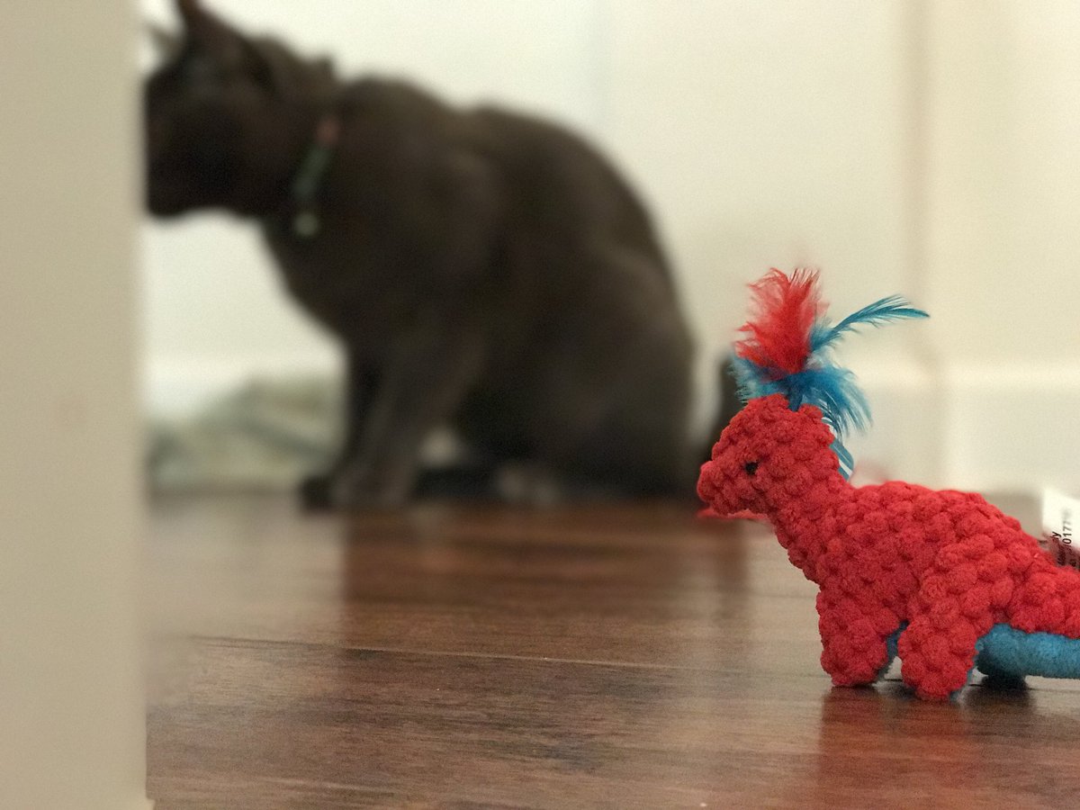 enjoicat's tweet photo. effen and his dinosaur #CatsOfTwitter #catsofinstagram #catoftheday #catlovers #cats #kitten #BattlefieldV #waterreflectionchallenge https://t.co/3uGBrloZcb