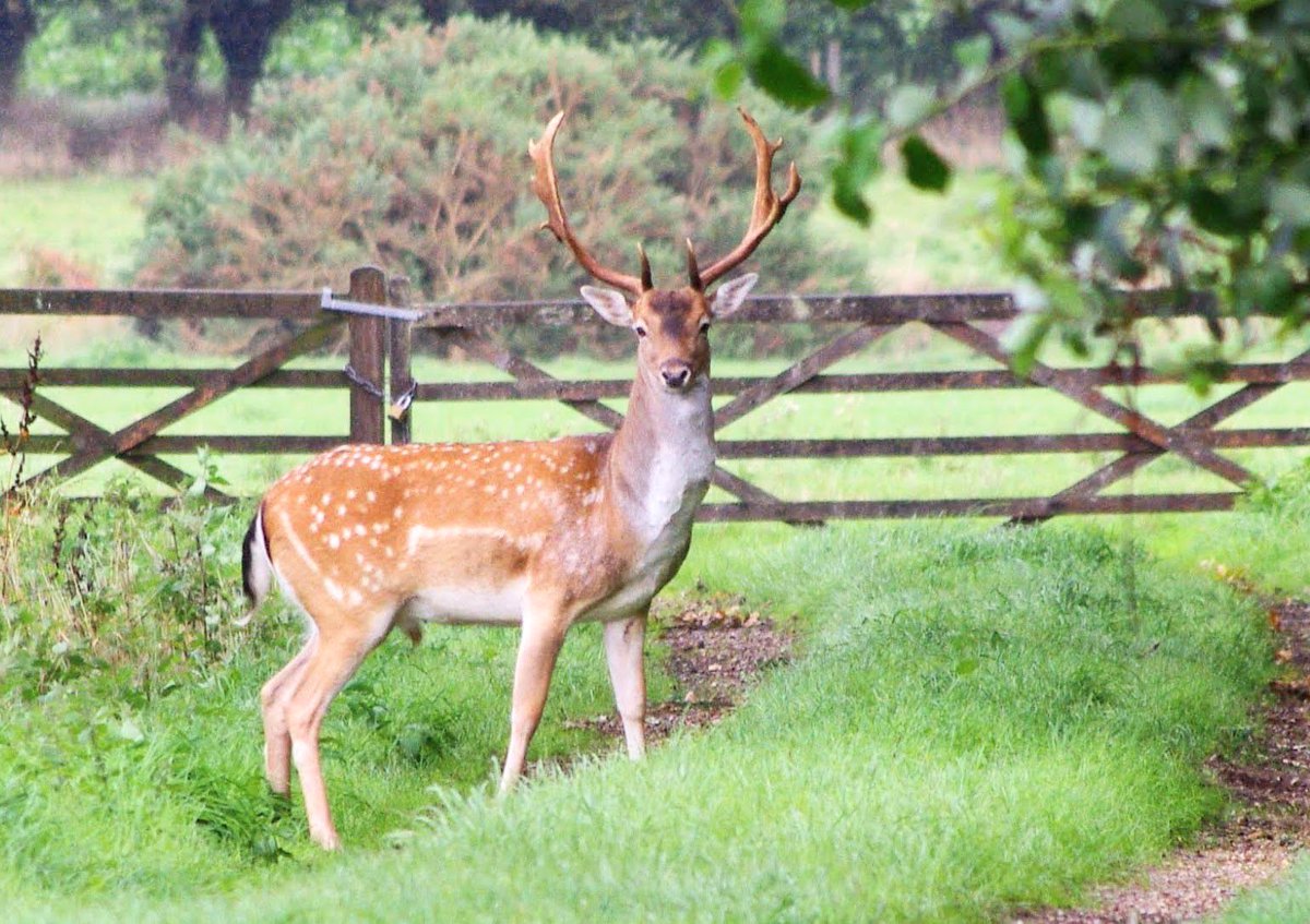 Two fallow deer with lovely big antlers crossed my path 😍 #Norfolk