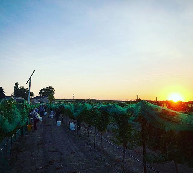 HatRanchWinery's tweet photo. And we are off! #day1of? #vintage2018 #idahowines #hatranchwinery #estategrown #muscatottonel https://t.co/mUjSG27RAC https://t.co/JgHIAnyEuh