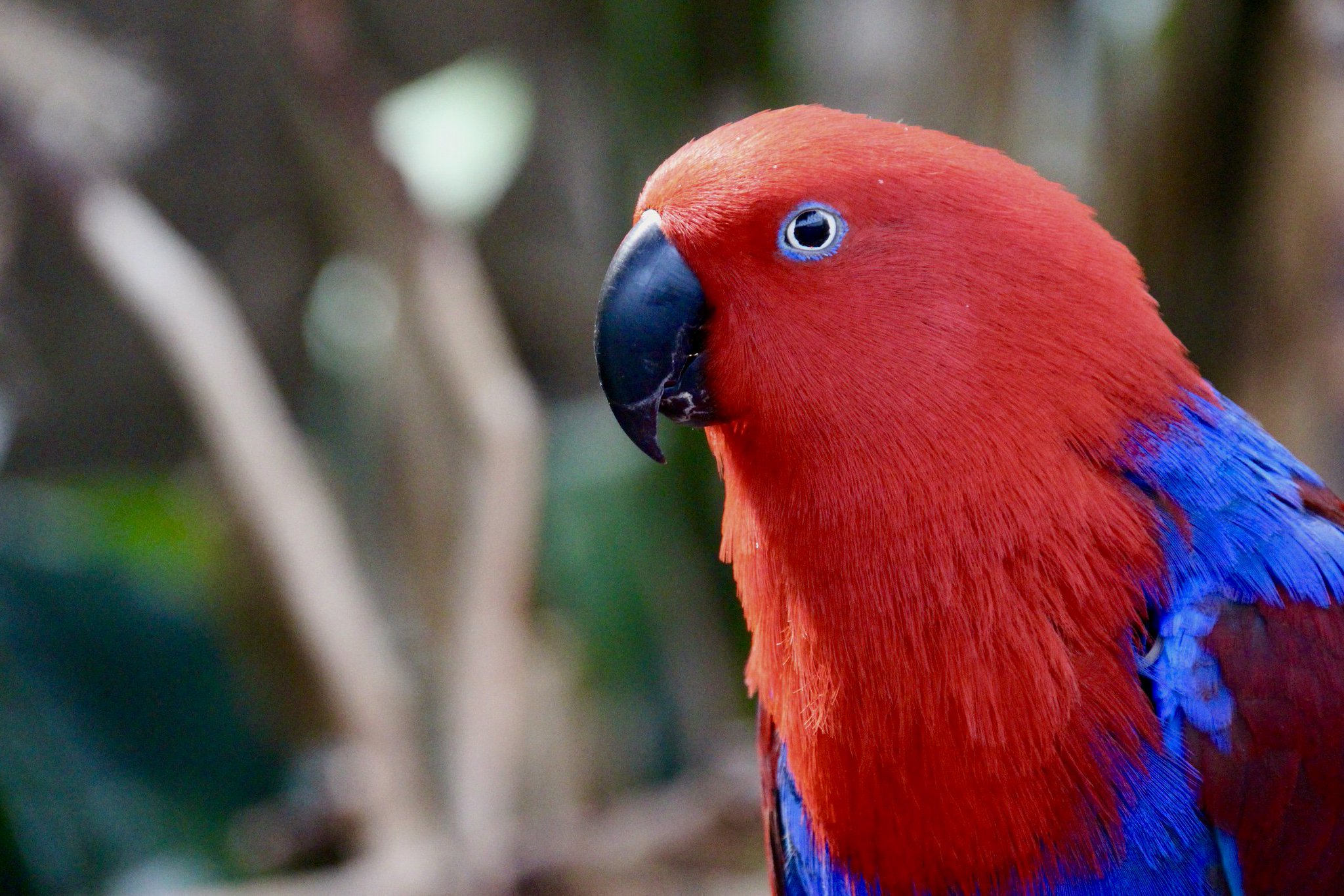 Eclectus parrot cheap female