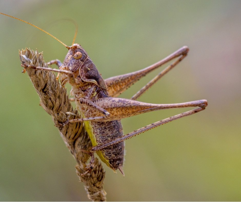 WhitmorePestCtr's tweet photo. #FridayFake - #Crickets rub their legs together to make sound.

False: Crickets actually produce their "chirp" with their wings! 

https://t.co/KfUcL02IKm https://t.co/30hCBdCLzp