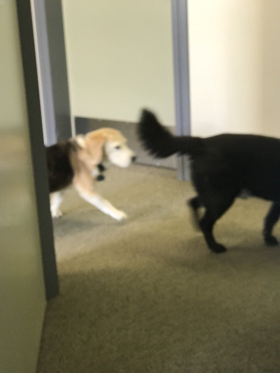 Eddie the #YEG FosterBeagle tweet media