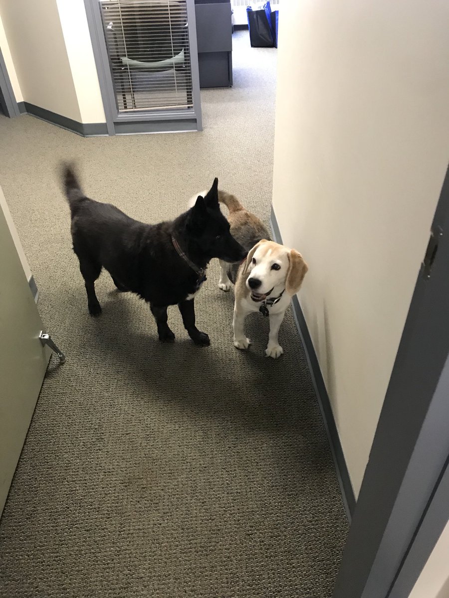 Eddie the #YEG FosterBeagle tweet media