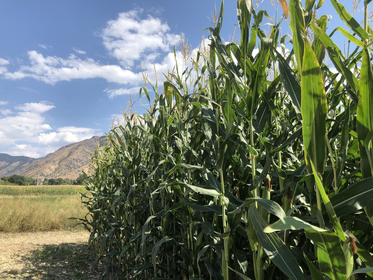 DerekBlueRiver's tweet photo. A big thanks to Earl Creech &amp; @USUAggies for growing a very successful @blueriverseed test plot. Almost 10’ tall corn 🌽 with multiple ears on many plants! #Harvest18 #growmore https://t.co/aQPzSB1QZ6