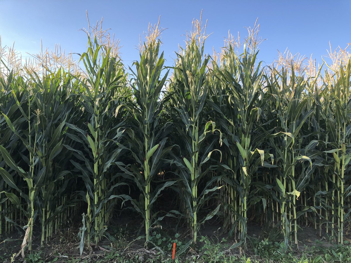 DerekBlueRiver's tweet photo. A big thanks to Earl Creech &amp; @USUAggies for growing a very successful @blueriverseed test plot. Almost 10’ tall corn 🌽 with multiple ears on many plants! #Harvest18 #growmore https://t.co/aQPzSB1QZ6