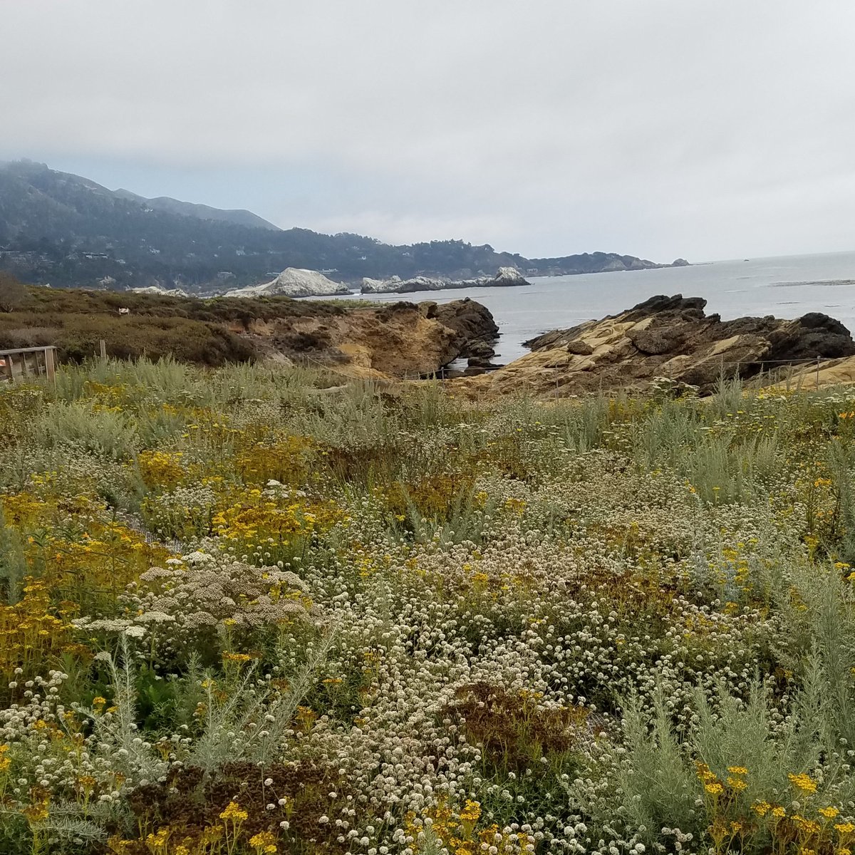 t_jh2009's tweet photo. For lunch yesterday I went over to #PointLobos #StateReserve, while there I was able to observe a few #HarborSeals on the rocks & a #SeaOtter in the water at #ChinaCove and a group of #Pelicans near the point. #OptOutside #StateParks #HikerChat https://t.co/kFSKSQNKAK
