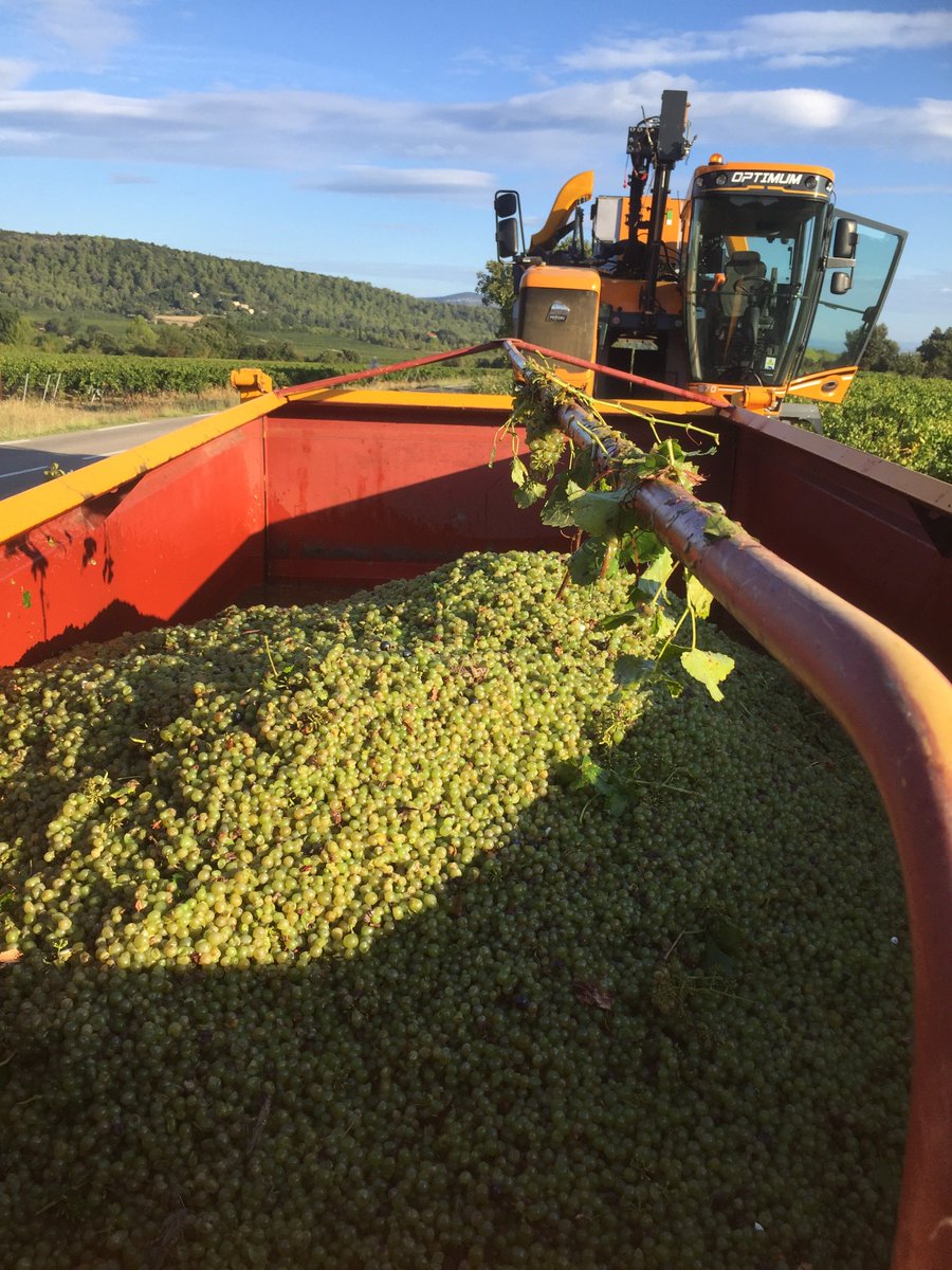 JMCambaceres's tweet photo. Les vendanges dans le #PicSaintLoup de #LaGravette à @Corconne (Gard) et du #GFAmasMathieu ont commencé. Quantité et qualité sont pour le moment de bon niveau. Espérons que Saint Privat va maintenir ce soleil radieux jusqu'aux vendanges à l'ancienne la semaine prochaine. https://t.co/pclVD5UwcS