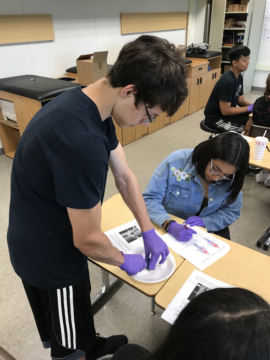 Learning about anatomical planes with giant gummy bears in class