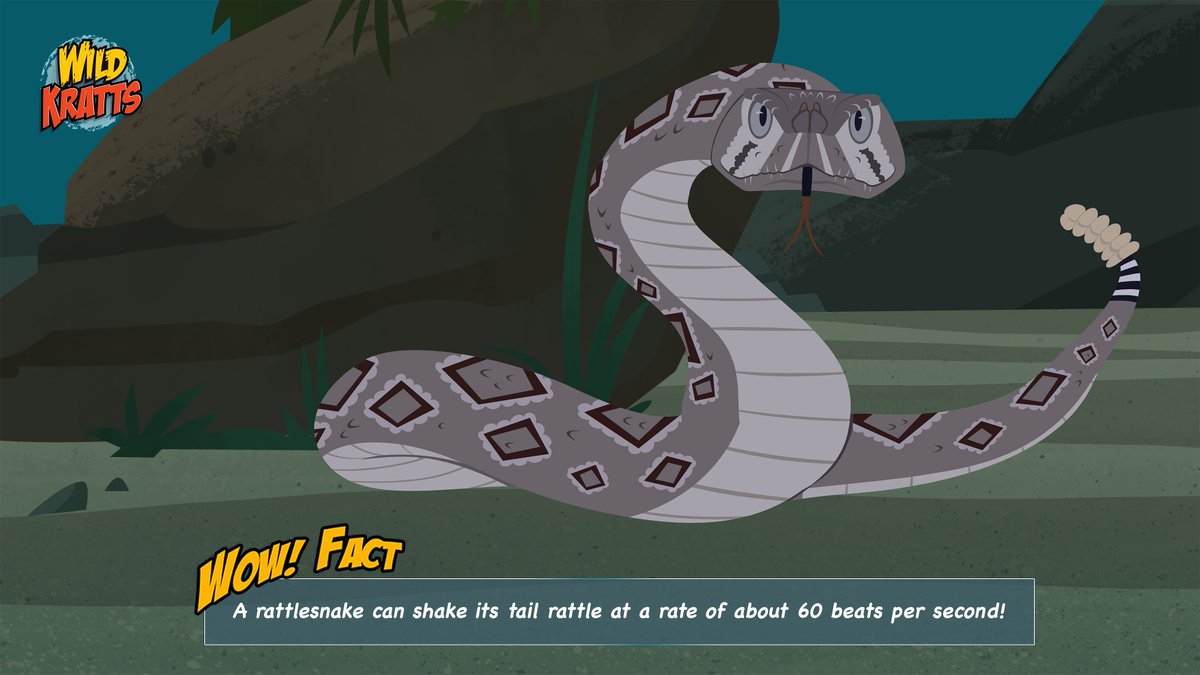 TheKrattBros's tweet photo. The Diamondback rattlesnake gets its name from the diamond pattern that runs along its back. It also has a triangular shaped head with 2 dark diagonal lines running from its eyes to its jaws. #WOWFact #WildKratts #Rattlesnake #CreaturePowers #CreatureAdventure https://t.co/RTaUbMJJvB