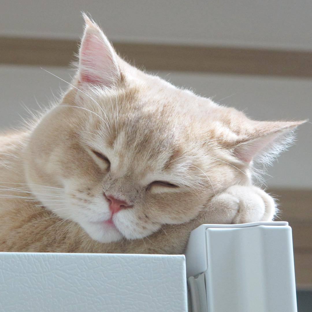 Kittenhwang tweet media