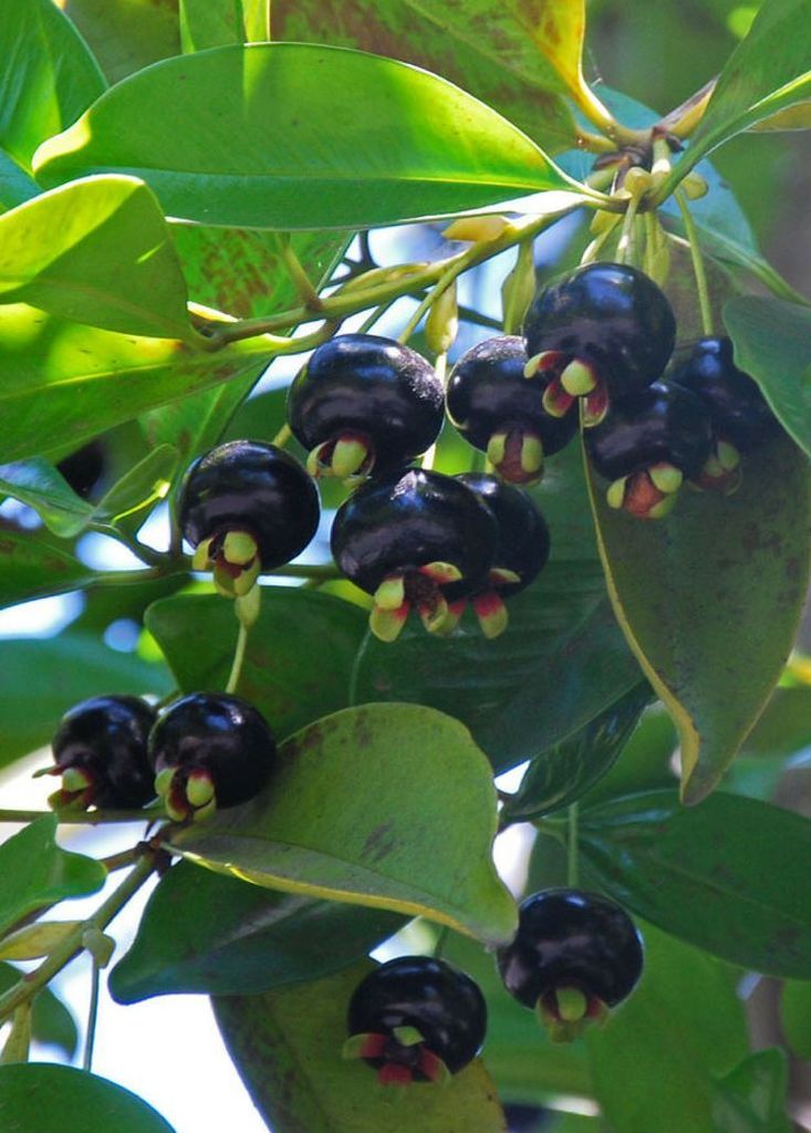 Grumichama (Eugenia brasiliensis)