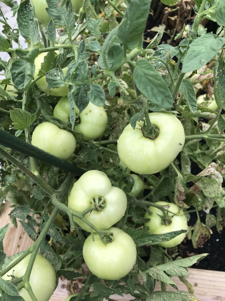RichGess's tweet image. Lore and I made a return visit to the QCP Giving Garden this week. Spent time with Wendy and Ed. There is a big harvest on the way. #waytogrow
