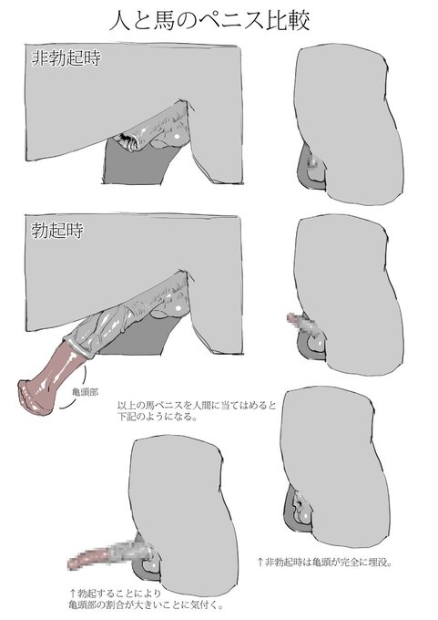 人と馬のペニスを比較。
資料提供サイバーイグアナさん、ありがとうございました。 