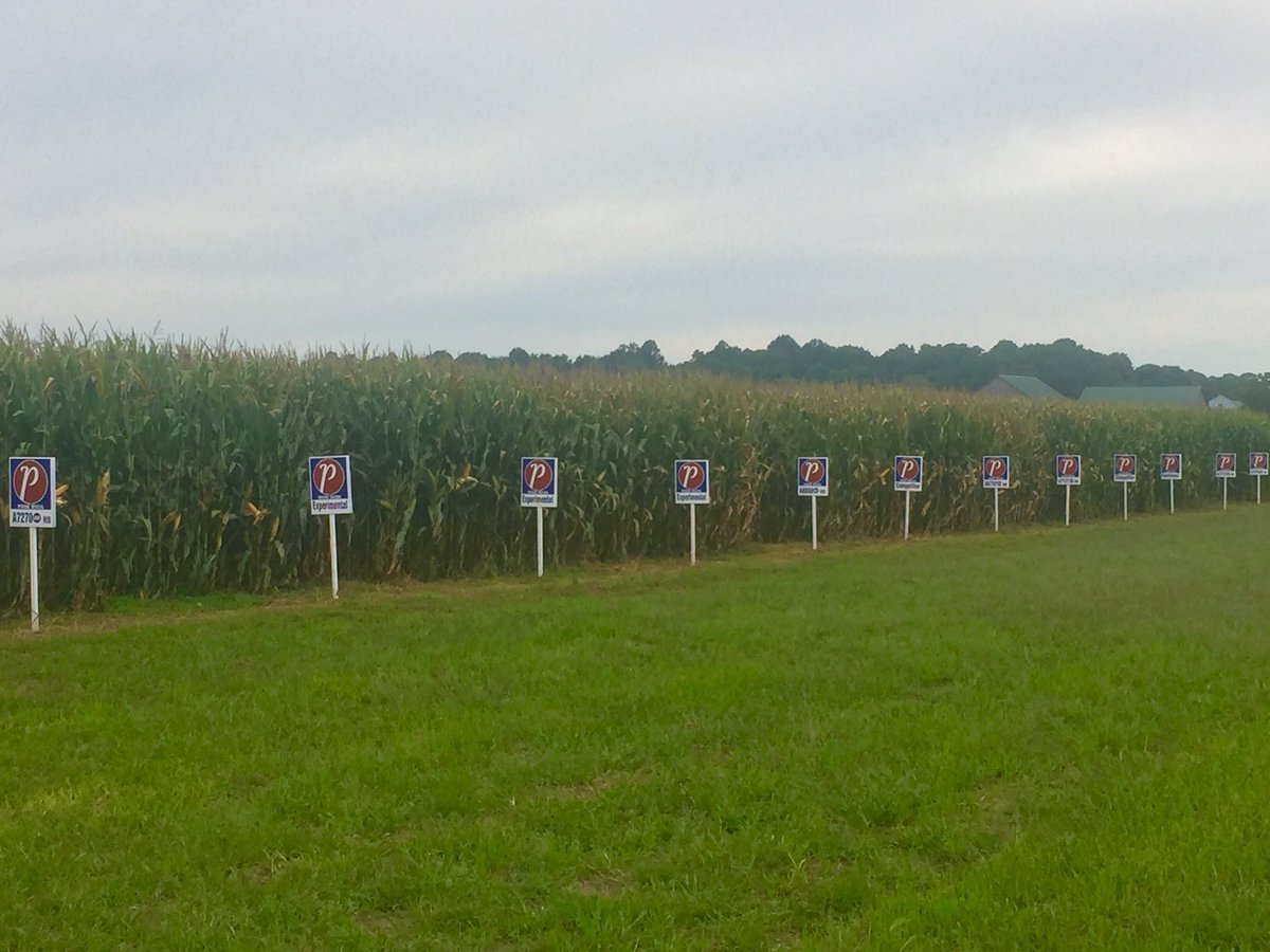 RyanSnobelen's tweet photo. A7373G2 showing me some consistent chunky ears here in West Elgin at Aldred’s. Nice maturity fit too. @PRIDESEEDS #PRIDEinmyfield #ontag https://t.co/IeJSbKm8J2