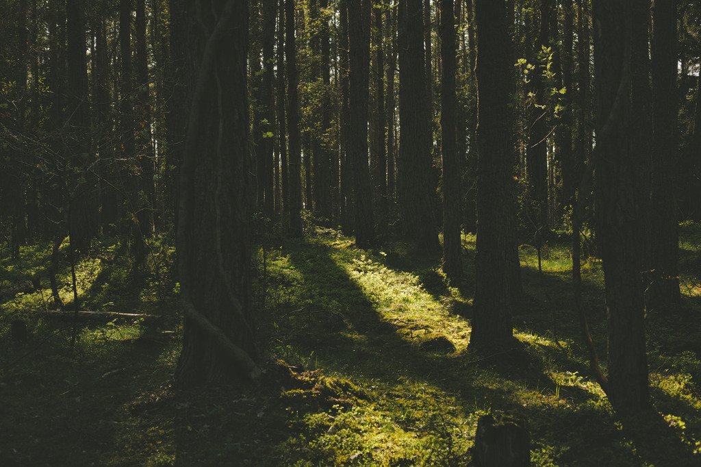 taiga_codex's tweet image. vanpeltfoto:

In the thick of it.

(Photo: d.) #nature #landscape #wilderness #earth See more: taiga-codex.com