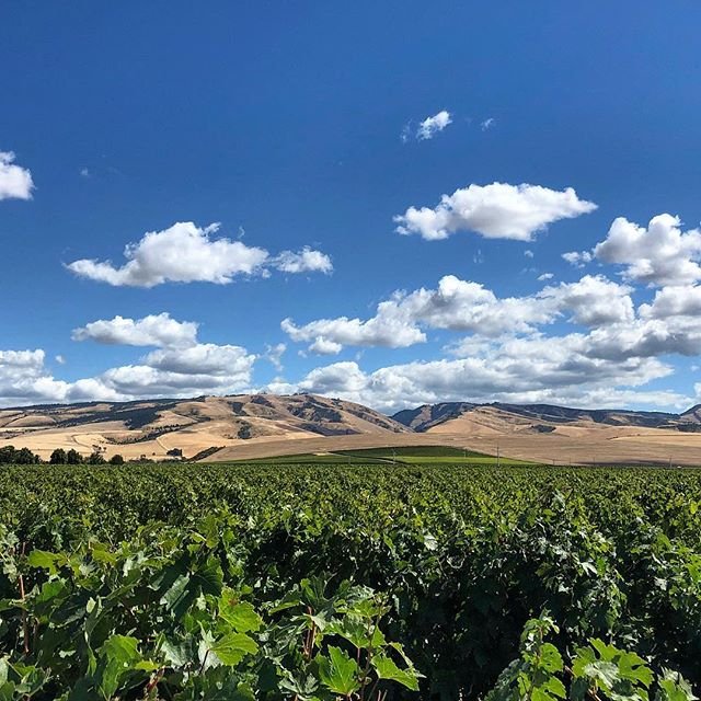 Checklist for a perfect Friday in Walla Walla:
✅ Sunny 
✅ Clouds 
✅ Mountains 
✅ Vineyards/Grapes/Wine 
✅ Couldn't ask for anything else 

📷: @lescollinesvineyard 

#visitwallawalla #wallawalla #washington #wallawallawine #wine #pnw #pnwonderland #pacificnorthwest