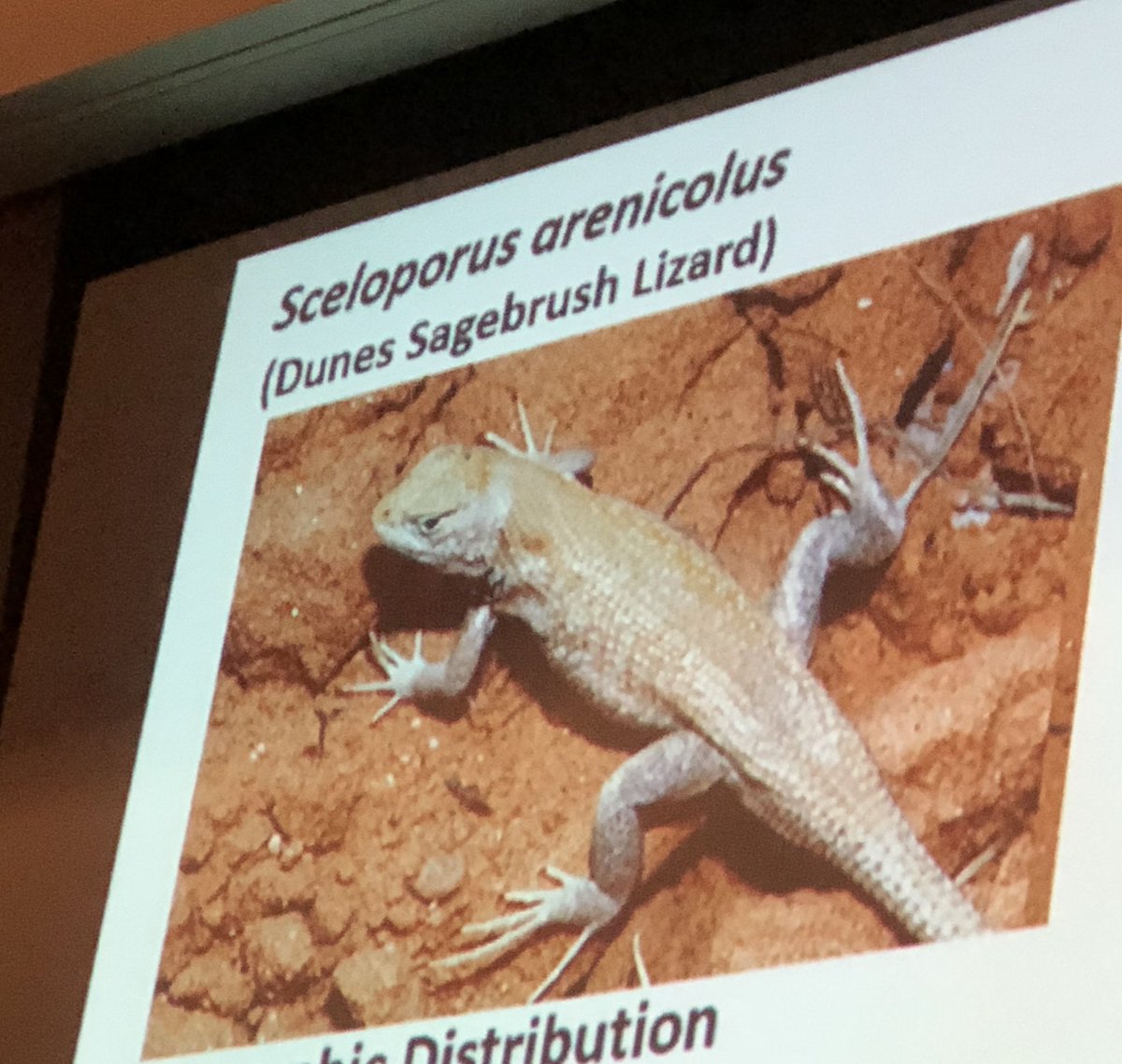 ToadallyPriya's tweet photo. @ConservHerpsLab discussing the unique landforms that Dunes Sagebrush Lizards rely on. Fragmentation by oil &amp; gas development separates populations &amp; alters these irreplaceable landforms. This may increase the likelihood of extinction. https://t.co/U2XX86pMY1