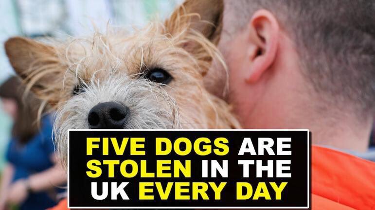 Dr_Dan_1's tweet image. #AnimalWelfare is climbing up the political agenda and leading to positive change. #FinnsLaw #LucysLaw #BanShockCollars 👍 #PetTheftPetition got increased sentencing, but we want more! The next step is adding #PetTheft to the #AnimalWelfareAct RT if you support #PetTheftReform