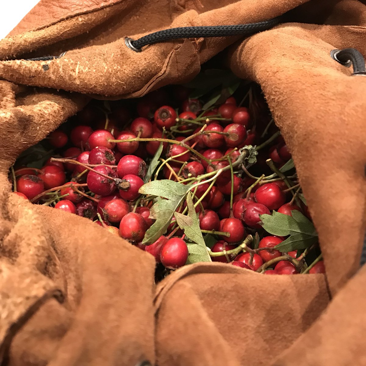 From bush to Blighty bag. Another top ingredient for fruit leather.  Tastes great.  Easy to pick.  Great for your heart.  Lovely. 
#Blighty #bushcraft #somerset #getoutside #education #outdoors #teacher #wildlife #nature #coffee #knife #axe #saw #head #heart