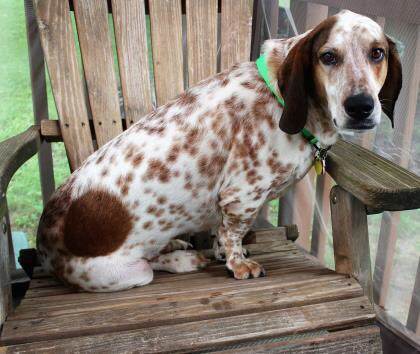 BROODva's tweet photo. I’m Spots, aka Mr. Perfect! I’m a happy, smart 6 yo #basset mix who is the perfect gentleman—I’m house &amp; crate trained, sleep through the night, LOVE people &amp; dogs, &amp; ignore cats. I ❤️ walks and exploring but am just as happy snuggling on the couch. #bassetrescue #adoptme https://t.co/tblHi8vzqL