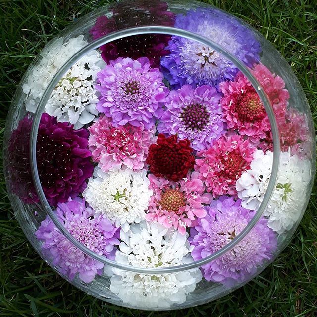 jpmoseley's tweet photo. Quick and easy flower display for the weekend.....get floating! These Scabious Scoop look fabulous taking a dip in a glass bowl! #floatingflowers #quickidea #haveatry #scabious #Britishflowers #grownotflown #thinkflowersthinkflorist #jonathanmoseley https://t.co/0AkuEY6Eft https://t.co/aTodVu1CBN