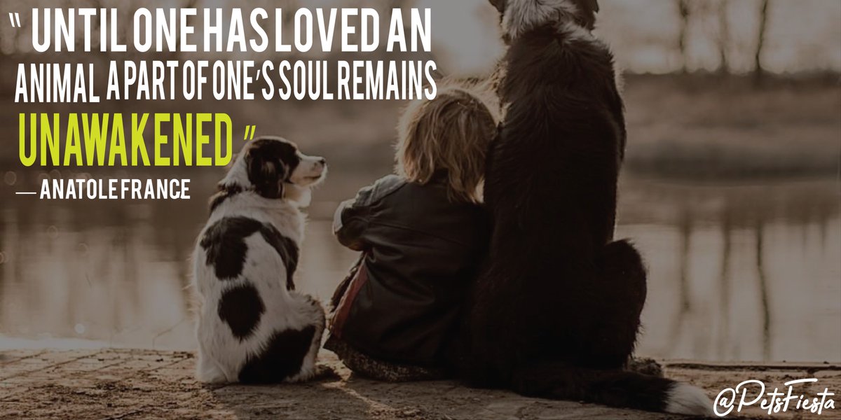 PetsFiesta's tweet photo. Until One Has Loved An Animal A Part Of One's Soul Remains Unawakened.🥶💤

#dog #dogs #animal #pets #PetsFiesta https://t.co/bWg1dLggG5