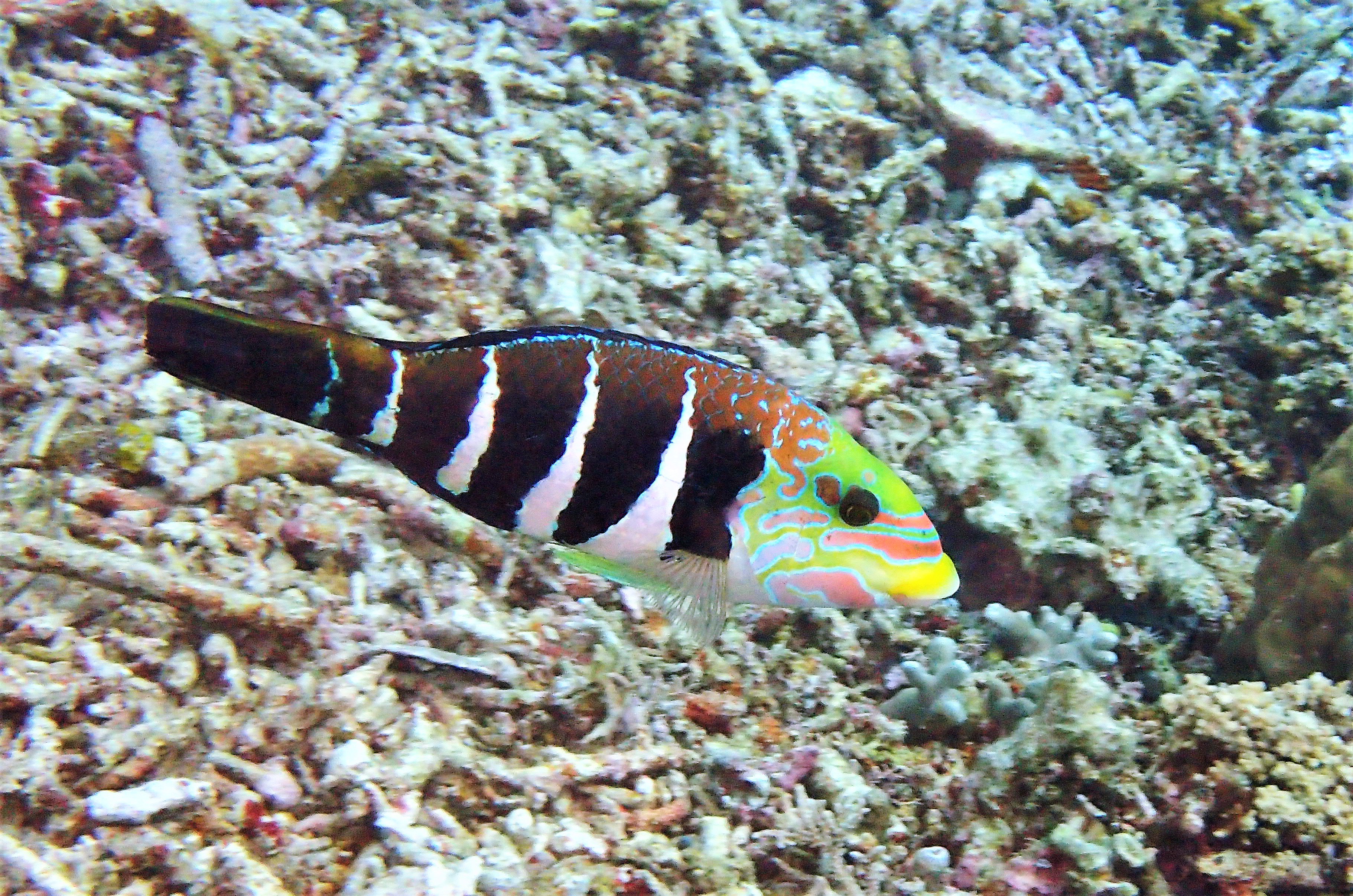 Diving Lover 沖縄で出会えた生物シリーズ ベラ科 シマタレクチベラ 見た目からは食べられるとは思えませんが 実は食用としても扱われ 姿煮は美味しいらしいです T Co F91gmk3grh Twitter