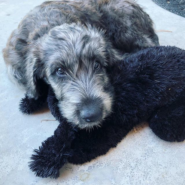 Puppy cuddling with her puppy. Something between sweet and sad about it... ift.tt/2wQx5WC