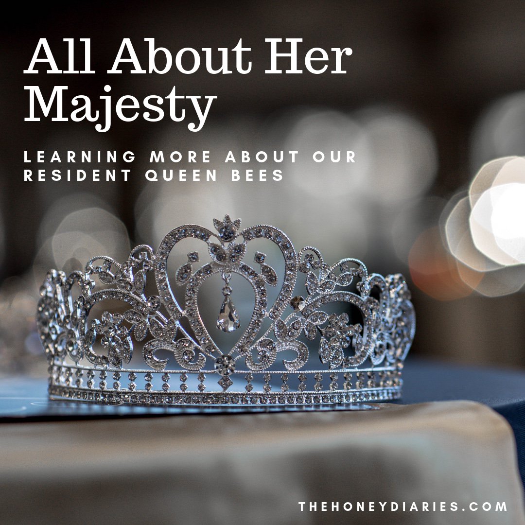 This week we dove into research about queen bees and what they are all about! Check out our blog post and watch some awesome videos on queen bees! 🐝❤️👑