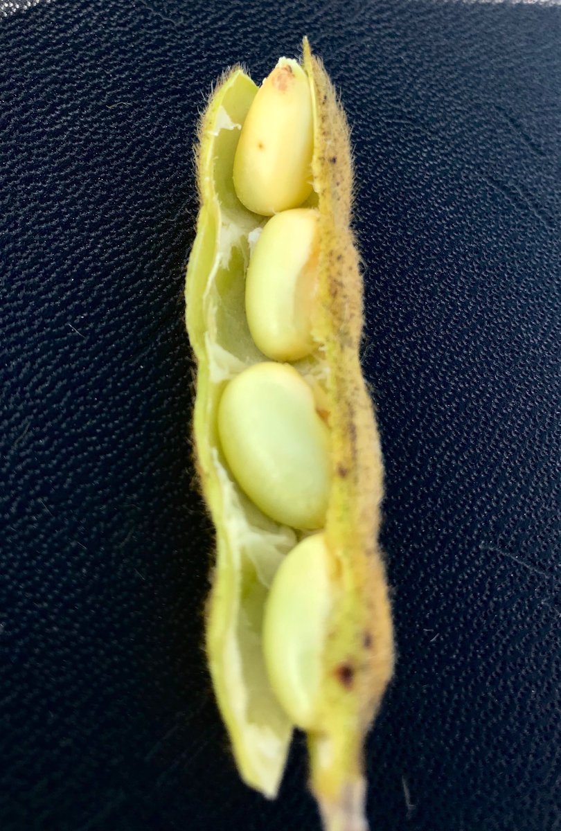 wardynmi's tweet photo. Soybean pod wall membrane easily separating from beans signals that dry matter accumulation is done...essentially like black layer in corn. https://t.co/V6St8FBvp7