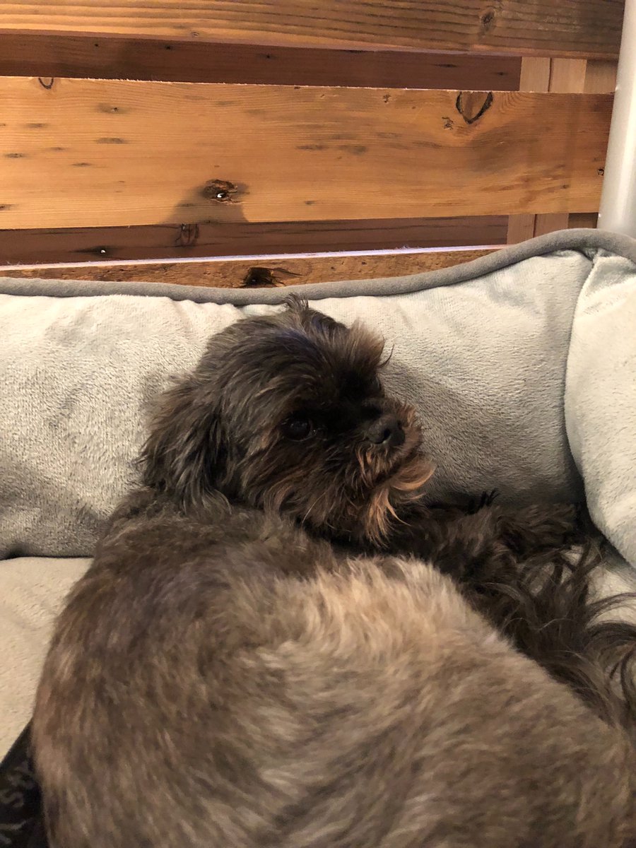 SeanZBeckerRE's tweet photo. That Friday feeling. HonDog in the office wishing everyone a relaxing weekend. #officedog 😴✌️🐶 https://t.co/fn10W2GqXd