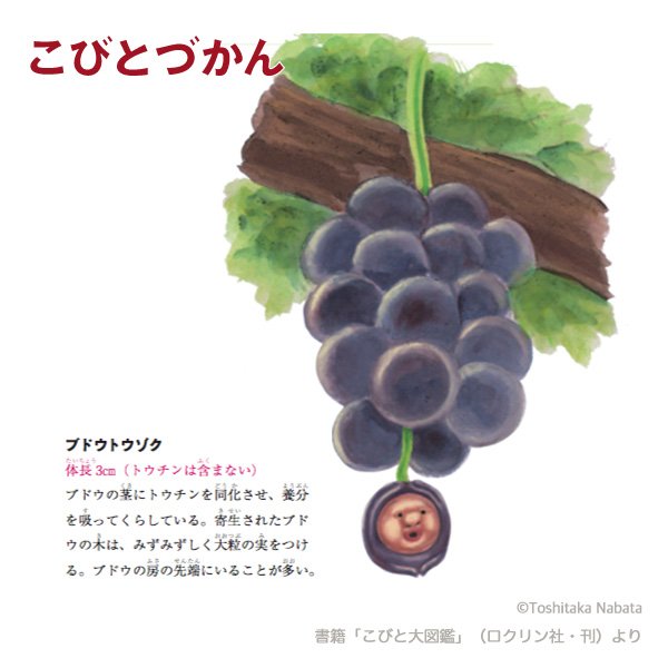 こびとづかん公式 まもなく15周年 1日1コビト紹介 ブドウトウゾク ブドウが旬を迎えています ブドウ狩りする時 また ブドウを食べる時にも ブドウトウゾクが隠れていないかどうか 気をつけて見てみてくださいね ポーズにも注目です こびとづかん こびとづかん公式 まもなく15周年 1日1コビト紹介 ブドウトウゾク ブドウが旬を迎えています ブドウ狩りする時 また ブドウを食べる時にも ブドウトウゾクが隠れていないかどうか 気をつけて見てみてくださいね ポーズにも注目です こびとづかん