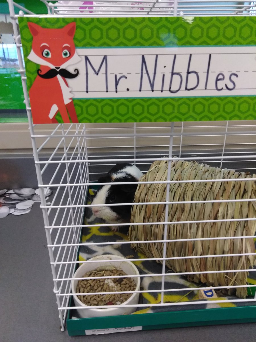 MsGuthries5th's tweet photo. Welcome to our classroom Mr.  Louie Nibbles

#guineapig @PVEPioneers https://t.co/SLg784oqdF