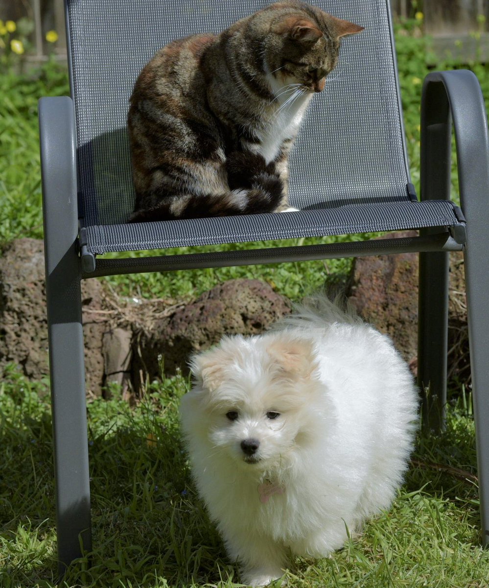 CatTimeWithCoco tweet media