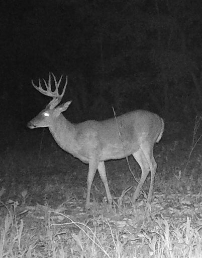 Addicted2season's tweet photo. Kentucky whitetail starting shed the velvet and becoming hard horn #stayaddicted #Kentucky https://t.co/T4kpBTqga8