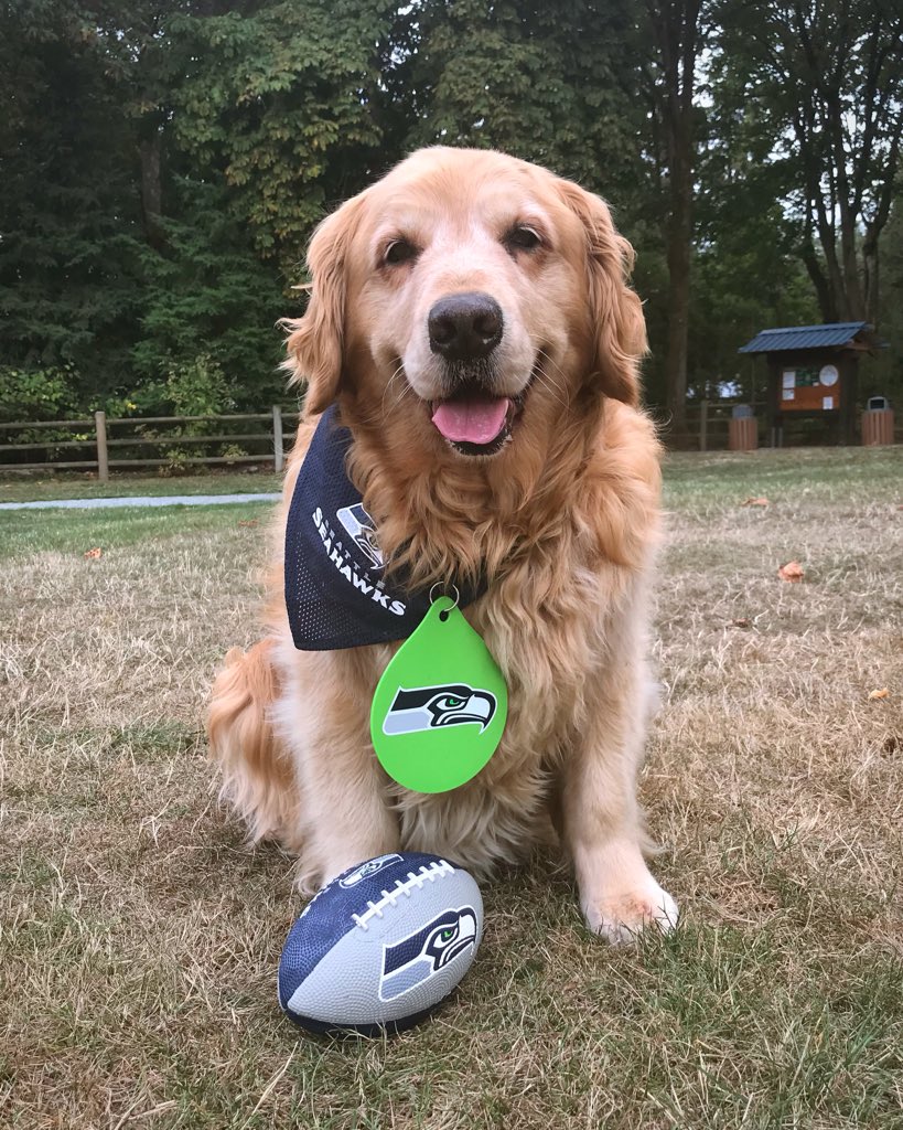 therealdashdog's tweet photo. @12s @Seahawks Dash representing on Blue Friday! #GoHawks #BlueFriday #DashDog #12thDog https://t.co/G4nvinzLZo