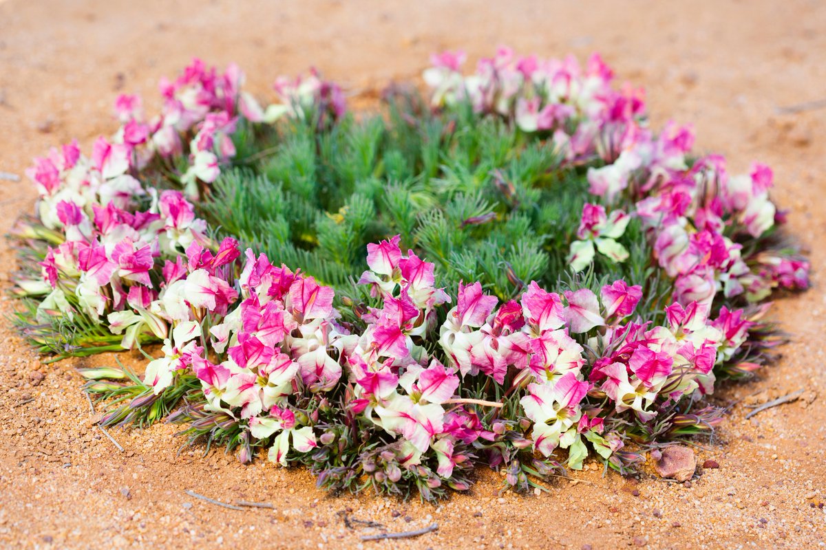 GregBourke3's tweet photo. The Wreath Flower (Lechenaultia macrantha) blooms spectacularly in late winter in Western Australia #Goodeniaceae #flowers #nature #wildoz #westernaustralia #naturephotography #naturelovers https://t.co/Kjrcx1R93m