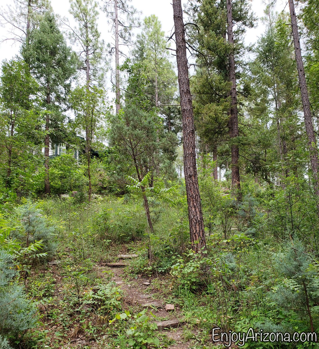 GreyHackleLodge's tweet photo. Happy Friday! 🎉 Have you seen our new hiking trail? It takes you into the National Forest where you'll have some nice scenic views!

#arizonasummer #christophercreek #azforest #northernarizona #summergetaway #azwilderness #enjoyarizona #paysonaz #azwildlife #exploreaz https://t.co/DRXi0Z9qrz