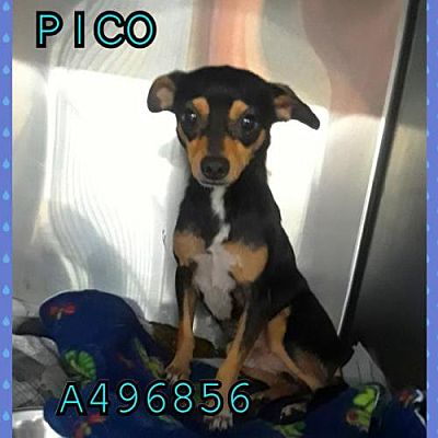 HollywoodDogs's tweet photo. Pico, a 3-year-old #Chihuahua mix at a shelter in #SanAntonio, #TX, needs a home https://t.co/dOP1tlHsz6 #URGENT #AdoptableDogofDay 🐾 https://t.co/vx11eZs6dW