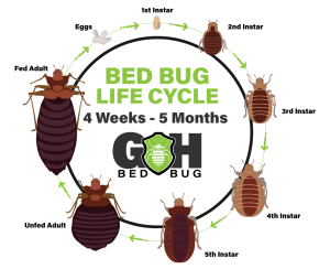 Climate and Room Temperature Play a Role in the Life Cycle of #BedBugs 
#GHBB your bed bug experts, Offering Commercial and Residential Heat Treatments! 
gandhbedbug.com/2018/09/07/bed…