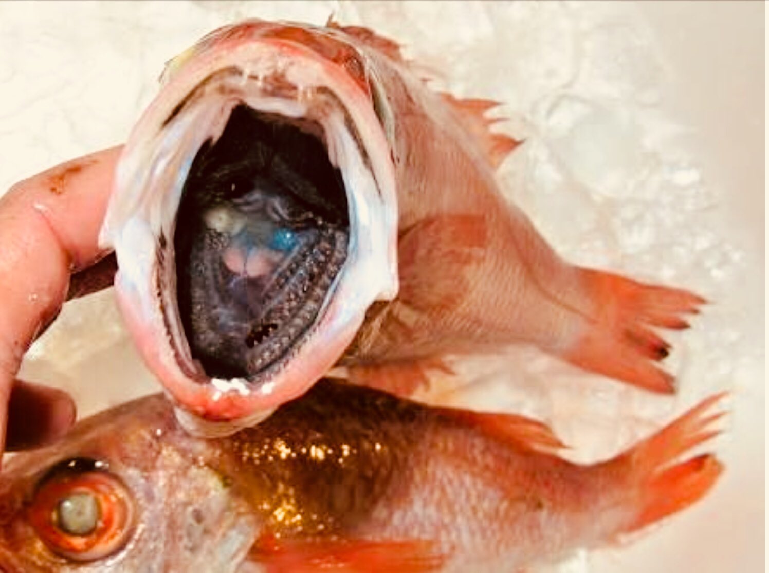 狛江オザキ 本日午後に高級魚である のどぐろ 納品されます のどぐろ の由来は 喉黒 にあります 喉が黒い魚だから ということです 実際にのどぐろの口を開くと 中が黒いのが確認できます 本日スライスが納品来ますので 黒い喉を見られないの