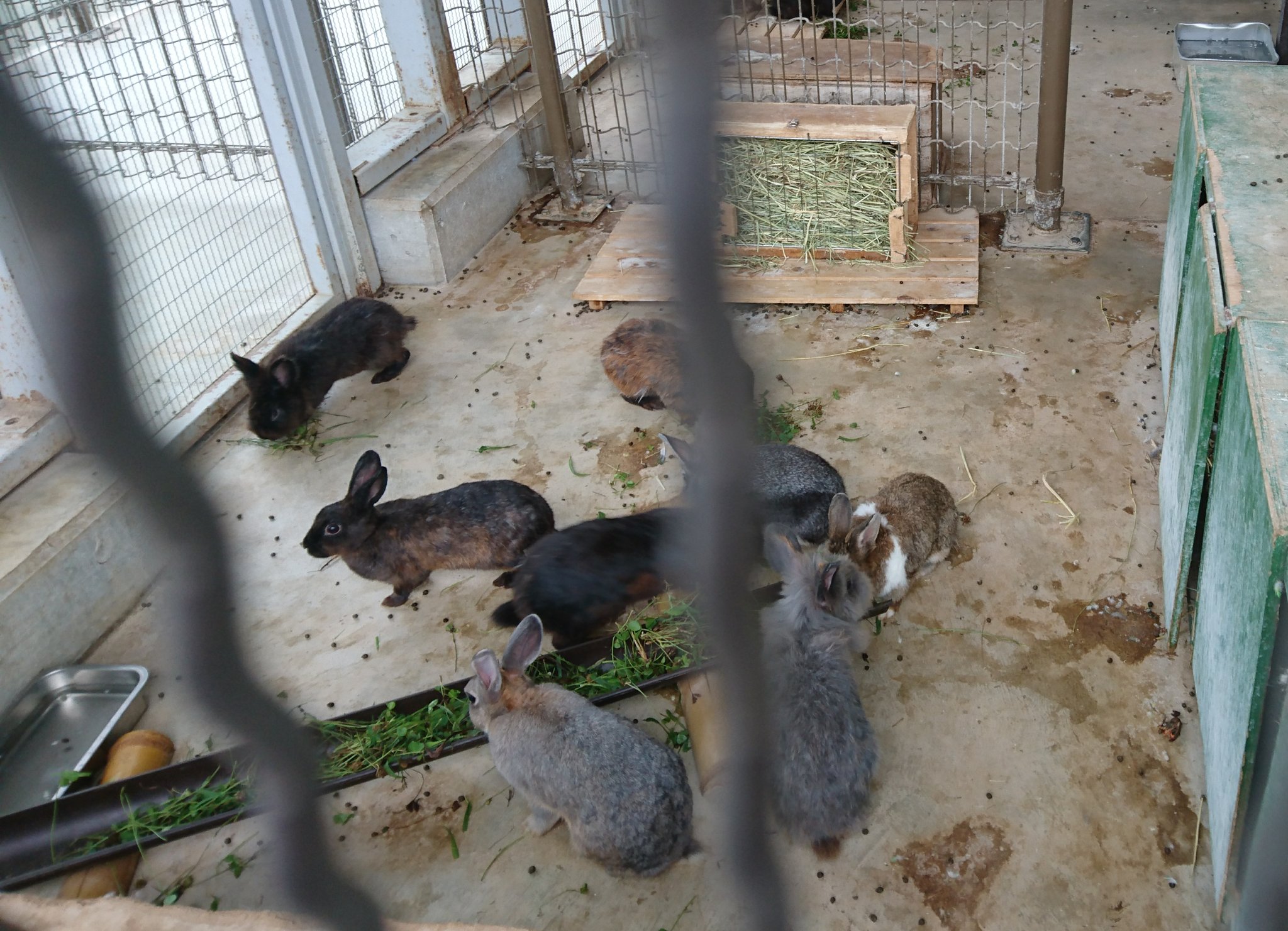 ぽん 今日のうさぎ小屋は落ち着いていたけど 結構雨が降り込むんだなと発見f さっき一昨日に手術した全身膿瘍の子のお迎えに行ってきましたが痛々しい T T 外小屋の多頭飼い の犠牲者 早く傷が癒えてほしい そしてこんな犠牲者が無くなるよう外