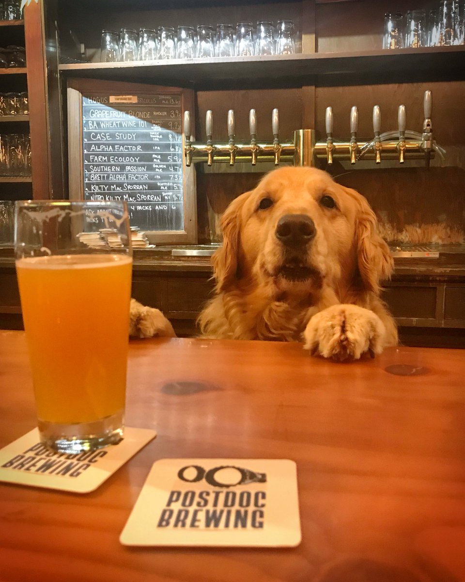 therealdashdog's tweet photo. Come down to @postdocbrewing and try their new Case Study hazy double IPA! #postdocbrewing #postdocpup https://t.co/SAk5VendXn