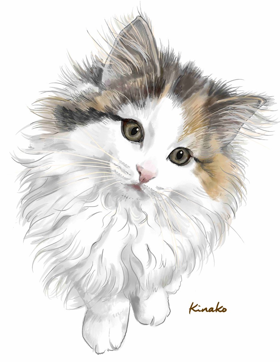 きなこ 猫の絵を描いています ベビー ななちゃん ノルにゃんこさん 今朝は イラストで 昨日に引き続き もう一ポーズ 描いてみました 瞳にキトンブルーの色が残る あどけなくてフワフワのななちゃんです 猫絵 Cat Drawing 猫イラスト 猫