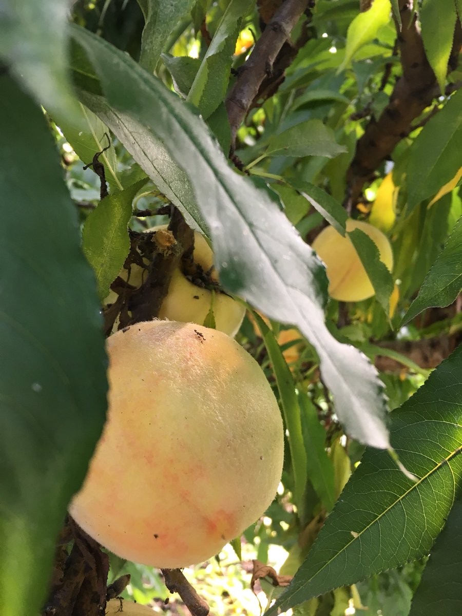 JuniperFarm's tweet photo. We picked lots of greenhouse peaches for all of you this weekend. Come to the Juniper farm store to get em. 375 Shouldice rd. #localpeaches #organicpeaches #farmstore #organicfarm https://t.co/l0Q5X8reI9