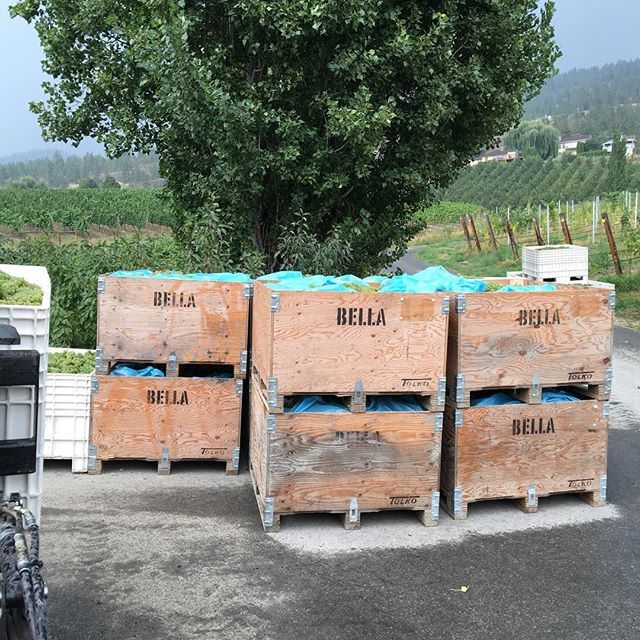 Bellawines's tweet image. So excited to be working with King family Vineyard again this year.  As you can see I will be making even more this year.  #chardonnay #sparklingwine #traditionalmethod #bcharvest2018 
Thanks @yeungk27 ift.tt/2CEBaSK